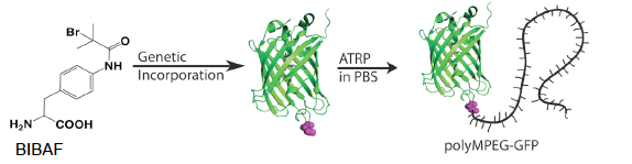 Engineering Protein-Polymer Hybrids 1