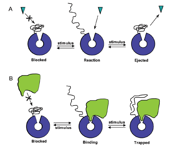 Engineering Protein-Polymer Hybrids 4